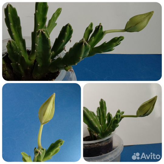 Мохнатые цветы Стапелия