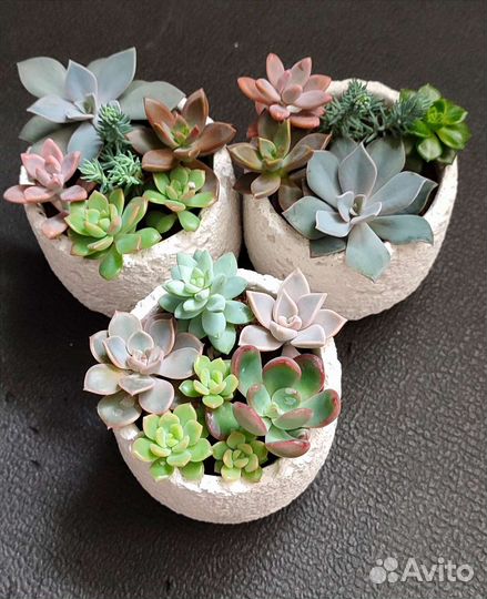 Суккуленты