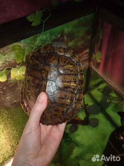 Черепаха Бу