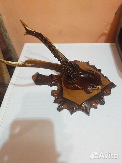 Рожки косули