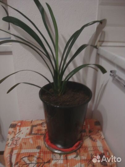 Комнатные цветы Кливия