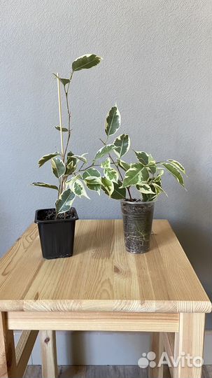 Фикус бенджамина старлайт