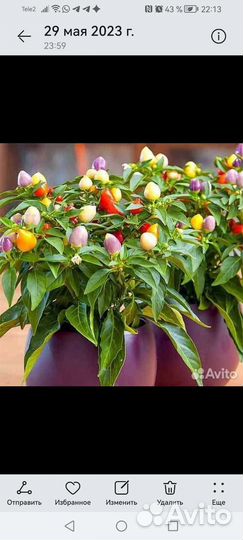 Перец комнатный острый