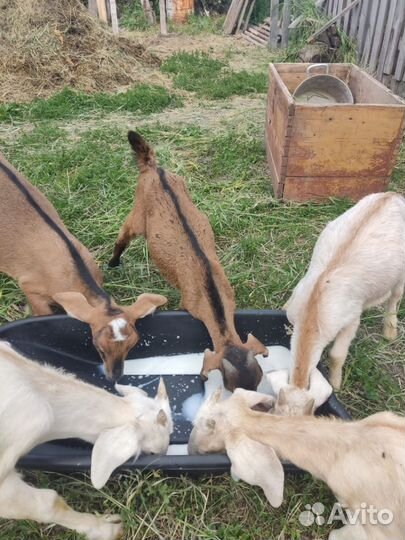 Англо нубийские козы и козел