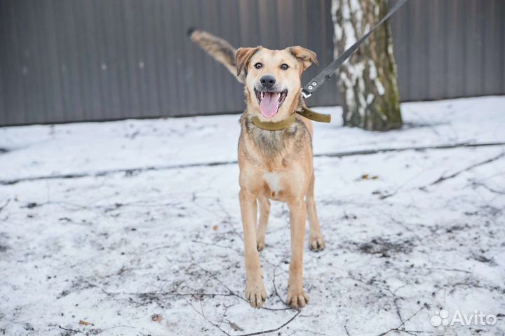 Милая собака Микки в добрые руки