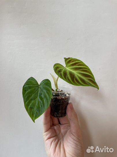 Филодендрон Веррукозум