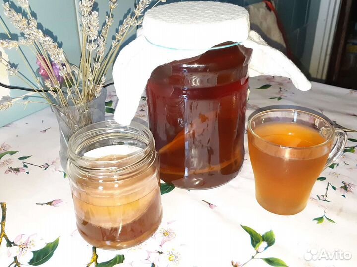 Чайный гриб, молочный гриб