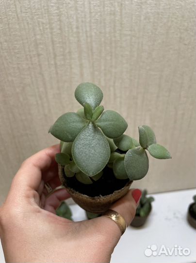 Толстянка денежное дерево бесплатно