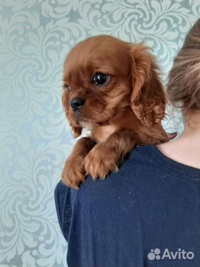 РКФ кавалер кинг чарльз дети