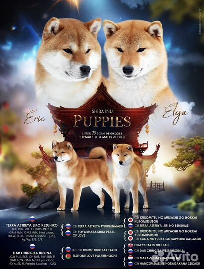 Щенки Сиба-Ину, документы РКФ
