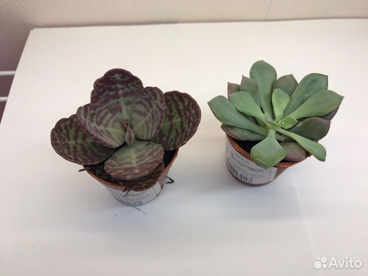 Суккуленты