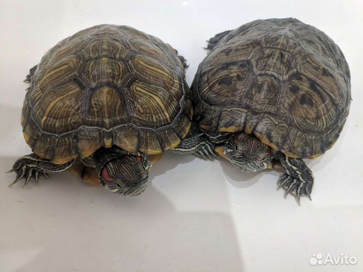 Домашняя передержка