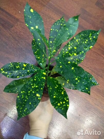 Кодиеум Голд Сан