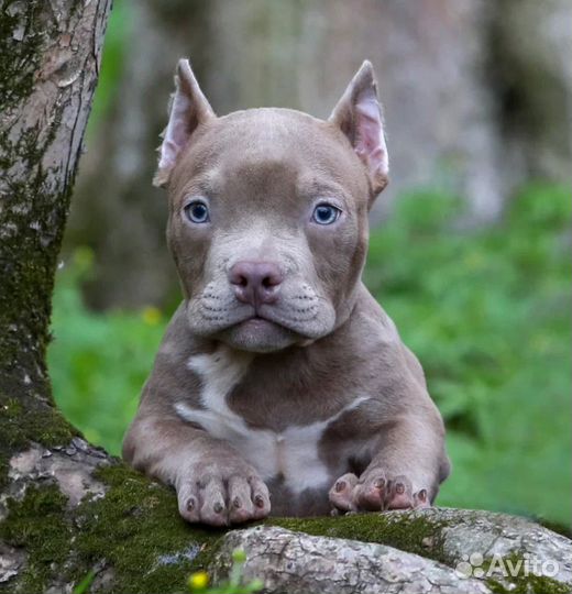 Покет низкий и широкий. Американский булли