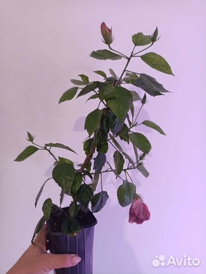 Комнатные растения цветы