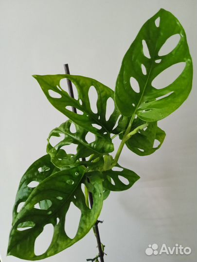 Глоксинии, сансевиерия, монстера