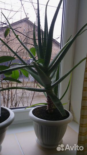 Алое лечебный