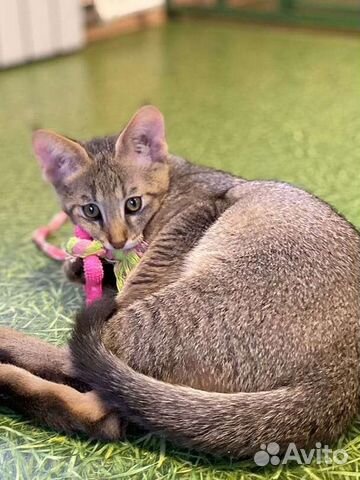 Чаузи ф1 кошка