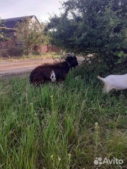 Коза с козлятами