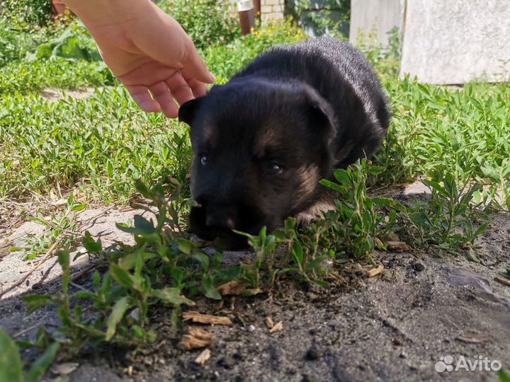 Щенок немецкой овчарки