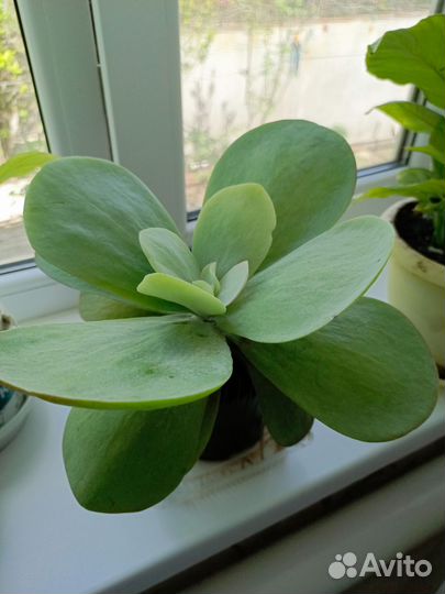 Цветы комнатные и уличные