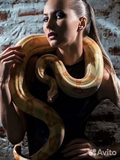 Фотосессии с животными змея, пауки, ящерицы