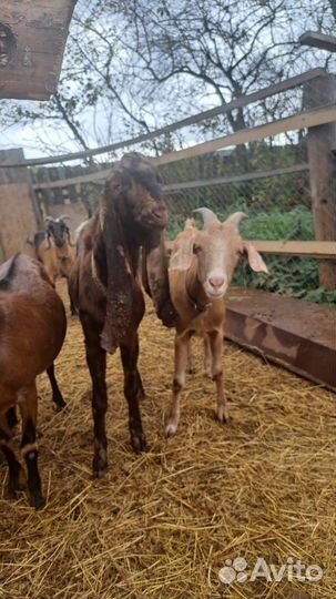 Нубийские козы камори заинские