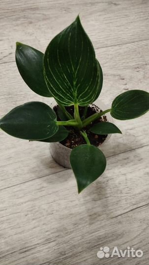Филодендрон биркин