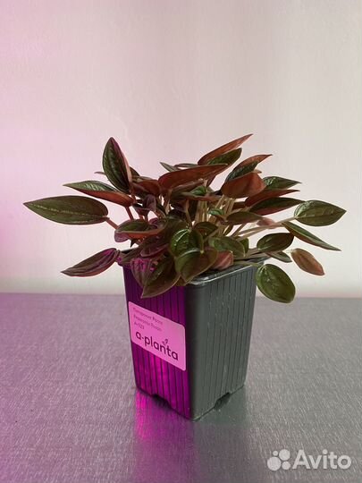 Пеперомия Росси (peperomia rosso)