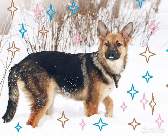 Альма и Бим