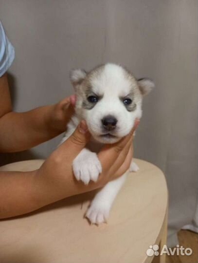 Хаски для вязки