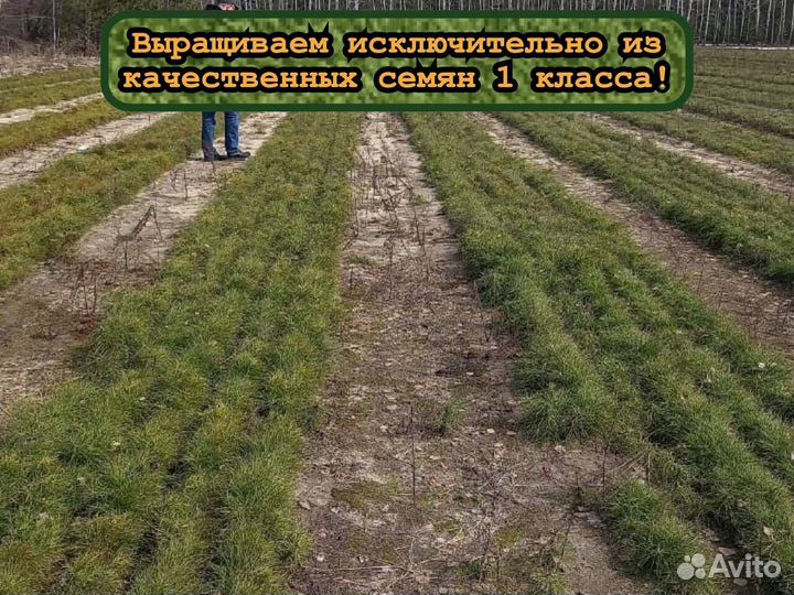 Сеянцы окс ели и сосны