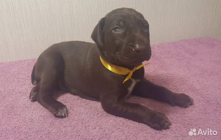 Щенки курцхаара