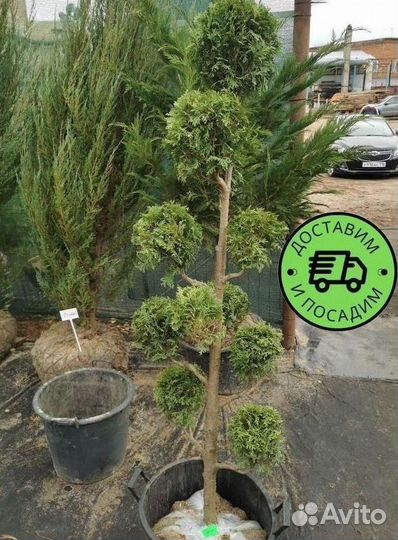 Туя Колумна Формированная