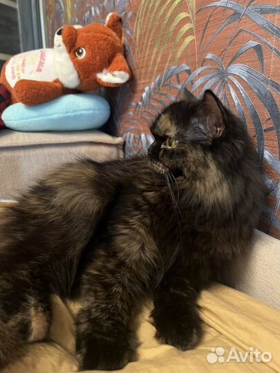 Кошечка хайленд скотиш страйт