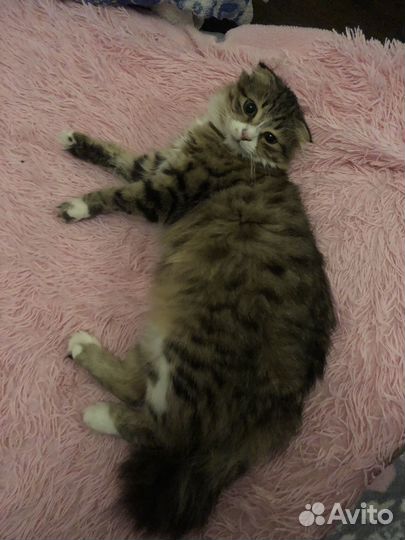 Котики