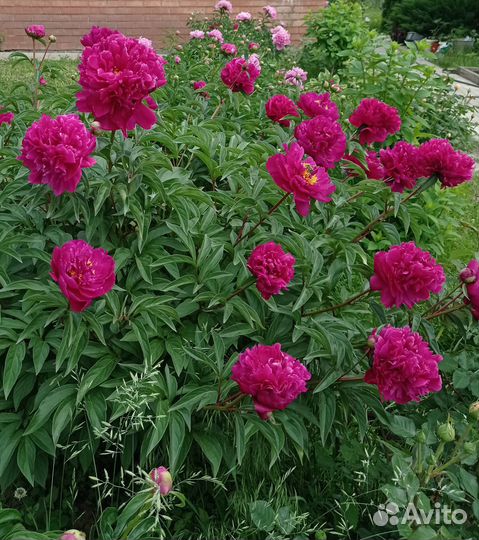 Саженцы пионов травянистых