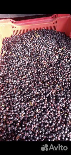 Черника свежая