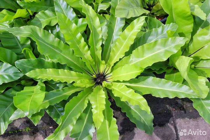 Папоротник