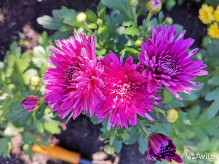 Хризантема