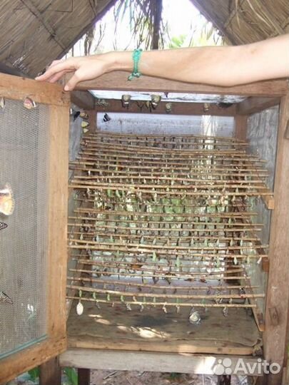 Детская Миниферма Тропических бабочек д/ф-3