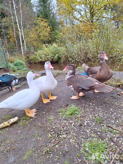 Селезни мускусных уток