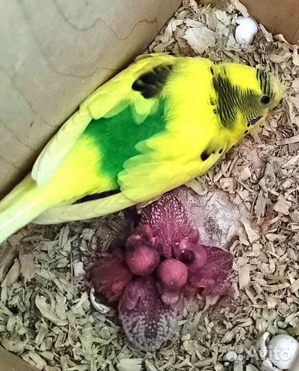 Волнистый попугай