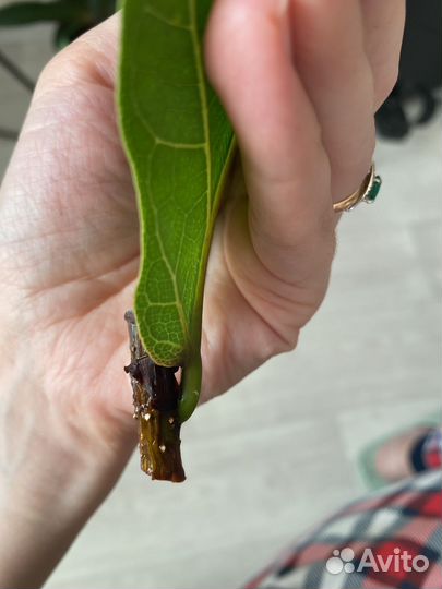 Лирата бамбино