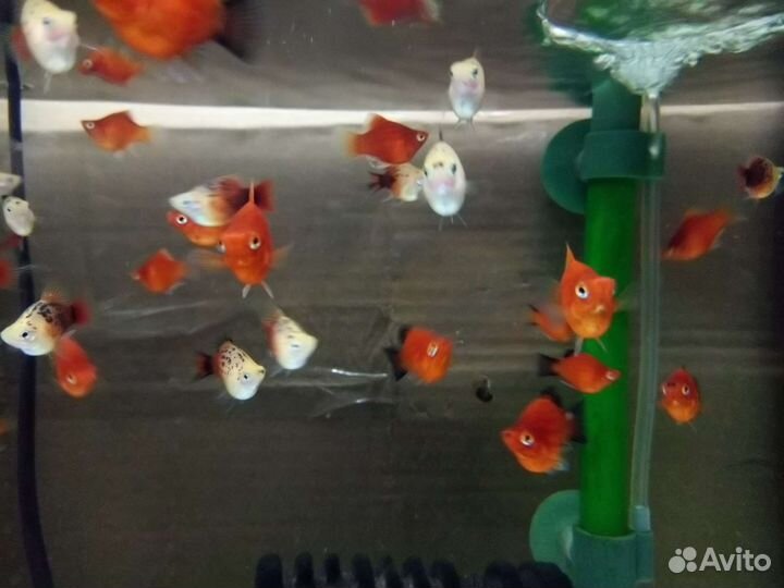 Пецилия дисковая, гуппи