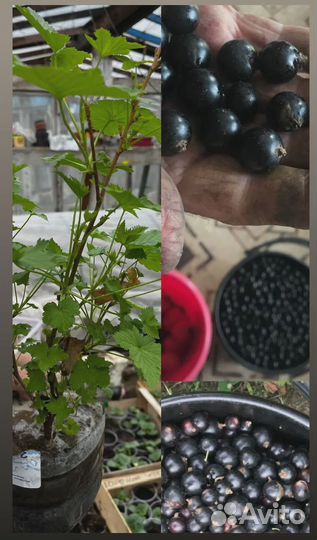 Продам саженцы смородины, крыжовника