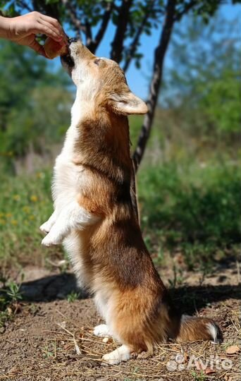 Вельш-корги пемброк мальчик