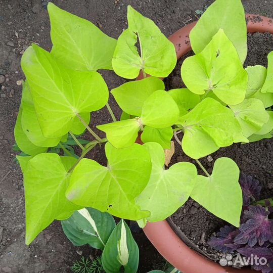 Ипомея батат