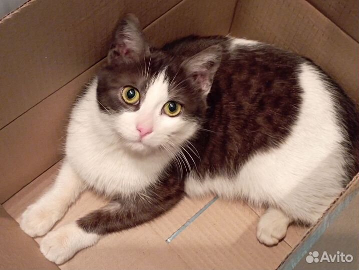 Кошечка в добрые руки