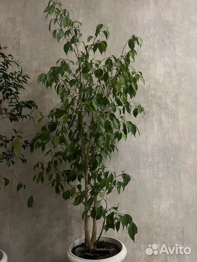 Фикус Бенджамина большой
